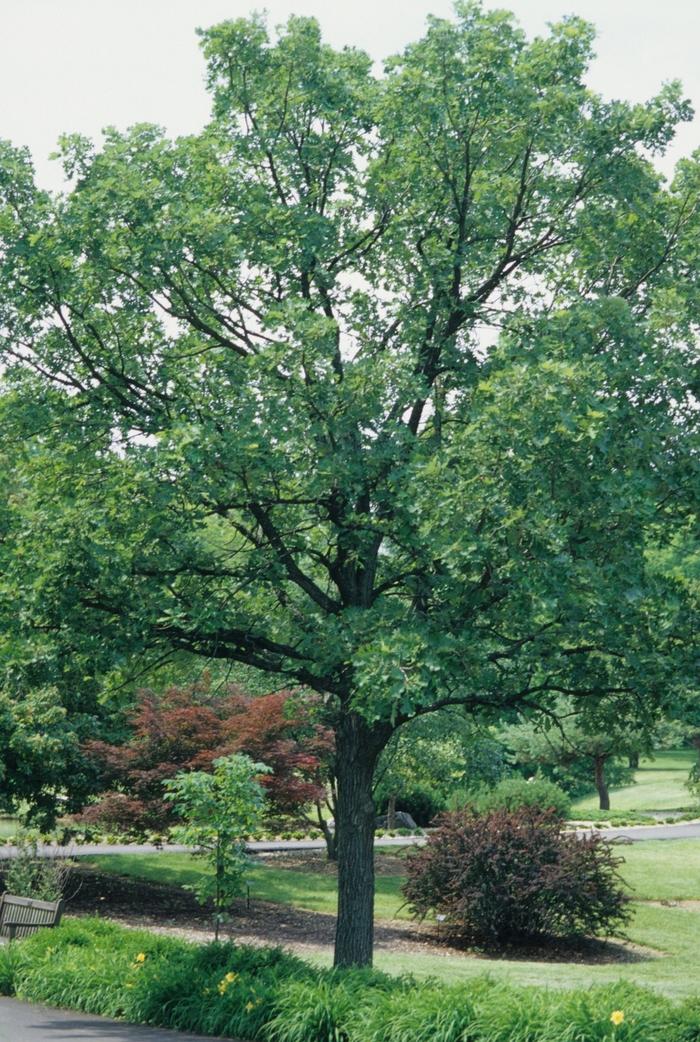 Bur Oak