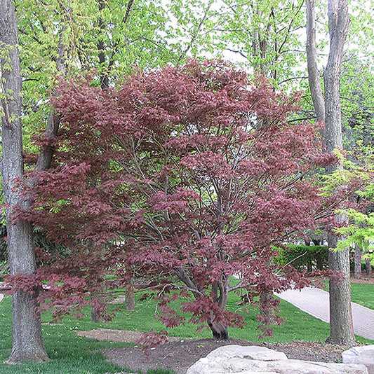 Burgundy Lace Japanese Maple