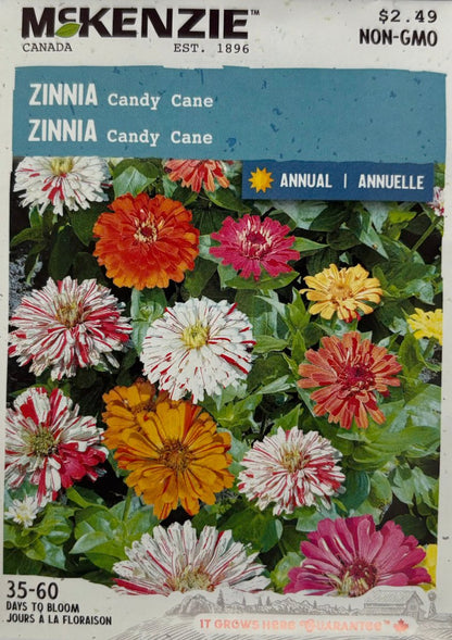 Candy Cane Zinnia - LandscapeDirect