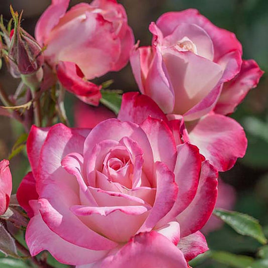 Candy Cane Cocktail Floribunda Rose