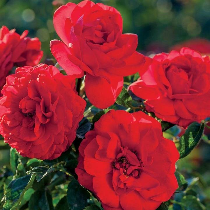 Canyon Road Floribunda Rose
