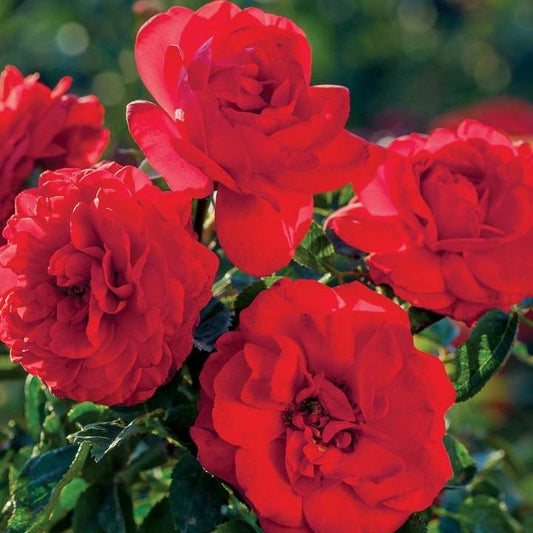 Canyon Road Floribunda Rose