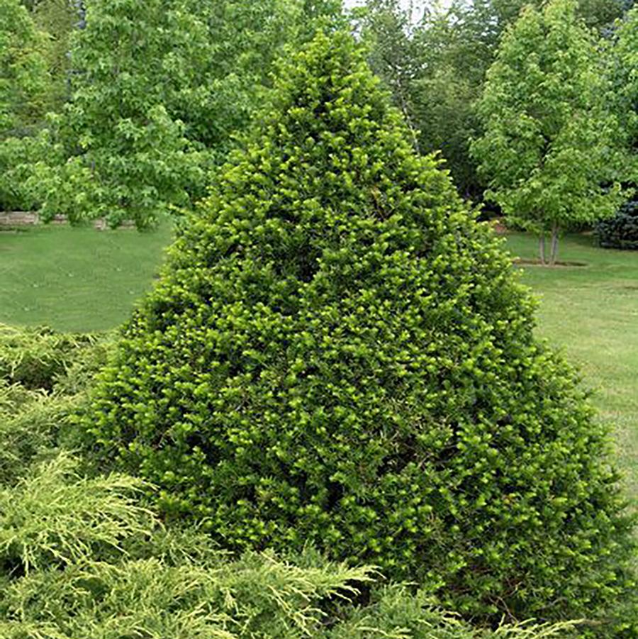 Capitata Japanese Yew
