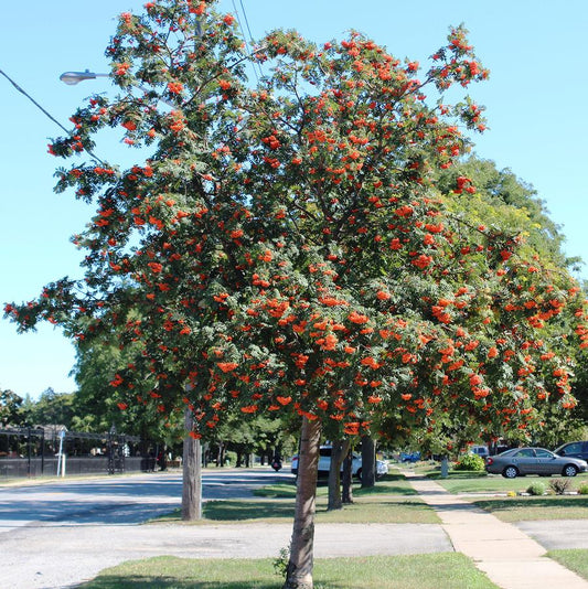 Cardinal Royal European Mountain Ash