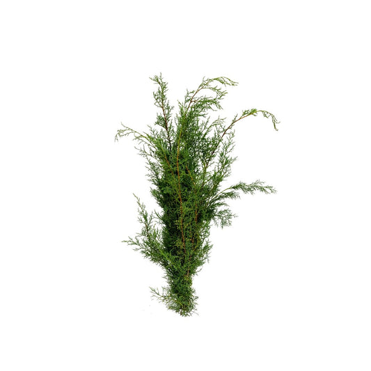 Carolina Sapphire Boughs - LandscapeDirect