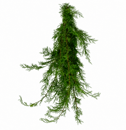 Carolina Sapphire Boughs - LandscapeDirect