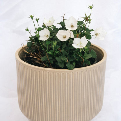 Carpathian Bellflower - Pearl White - LandscapeDirect