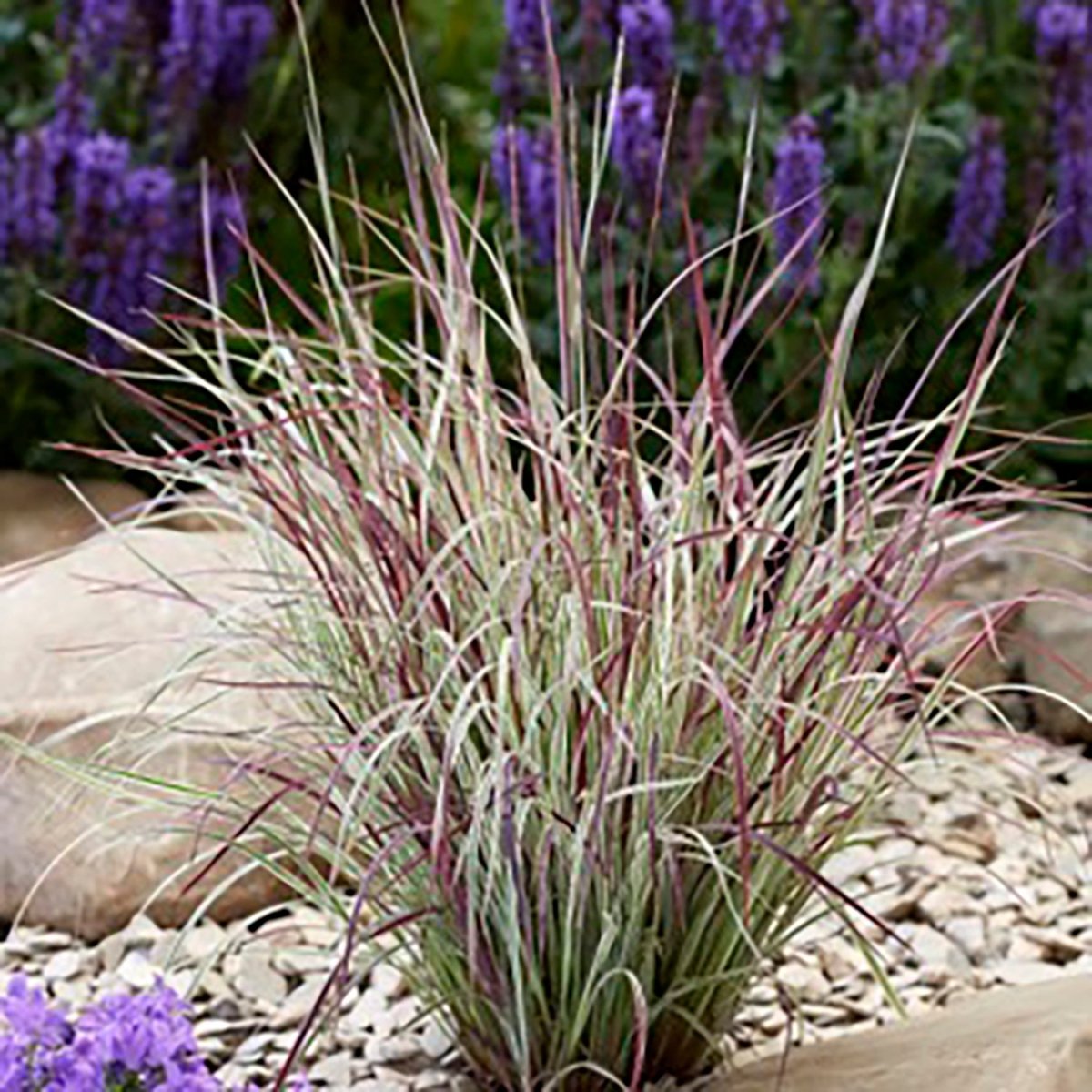 Chameleon Little Bluestem - LandscapeDirect