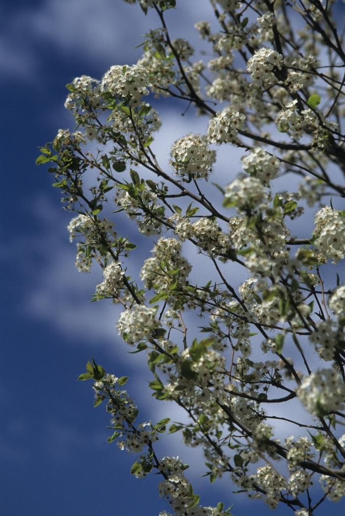 Chanticleer Callery Pear