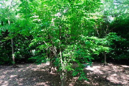 Chinese Dogwood - LandscapeDirect