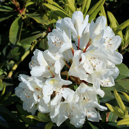 Chionoides Rhododendron - LandscapeDirect
