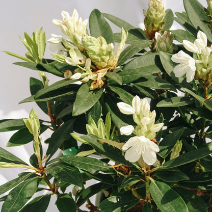 Chionoides Rhododendron - LandscapeDirect