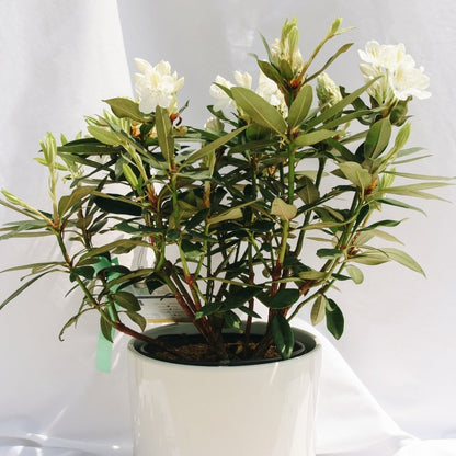 Chionoides Rhododendron - LandscapeDirect