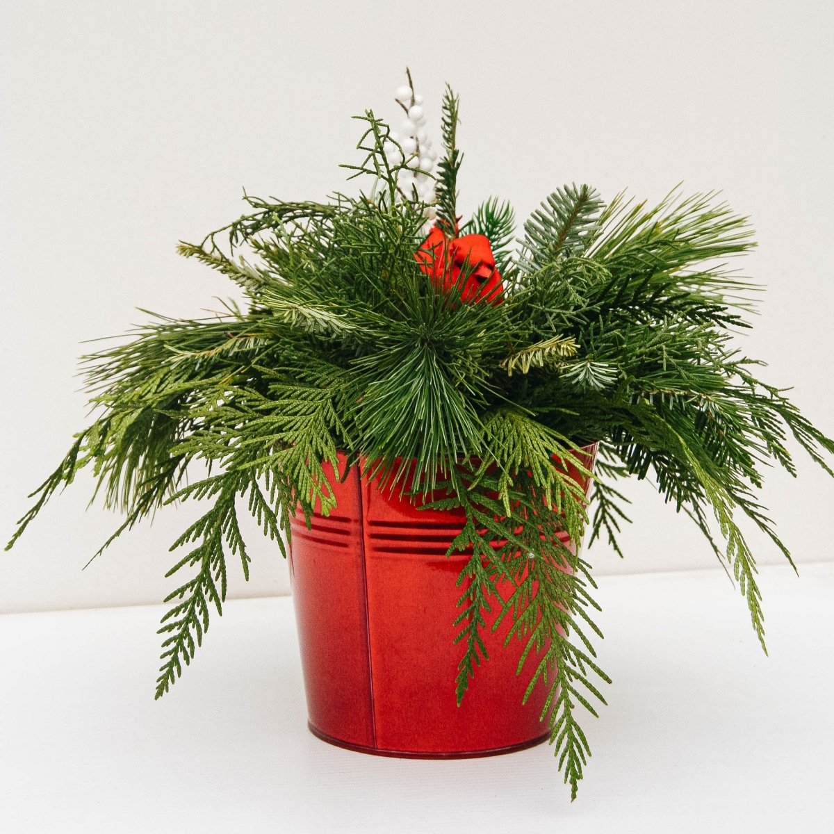 Christmas Bird Planter - 6 Inch Tin Pot - LandscapeDirect