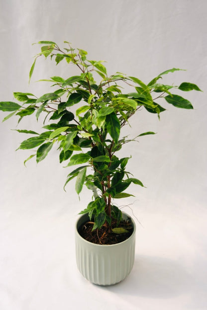 Cling - On® Anastasia Weeping Fig - LandscapeDirect