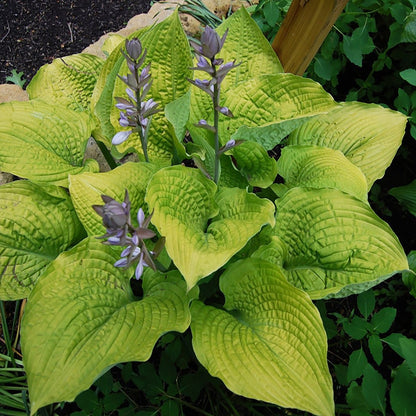 Coast to Coast Plantain Lily - LandscapeDirect