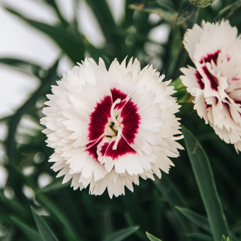 Coconut Surprise Pinks - LandscapeDirect