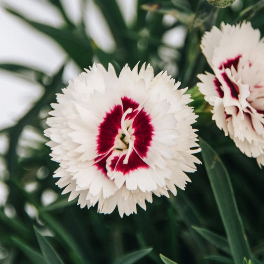 Coconut Surprise Pinks - LandscapeDirect