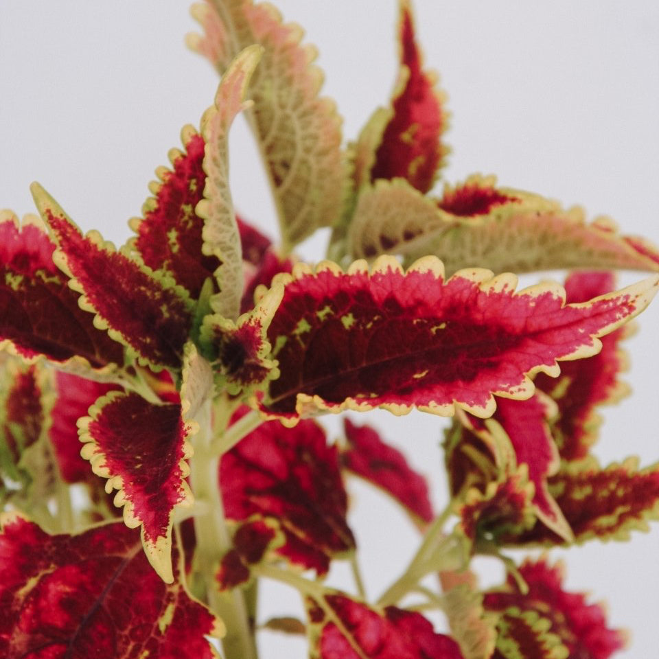 Coleus ColorBlaze El Brighto - LandscapeDirect