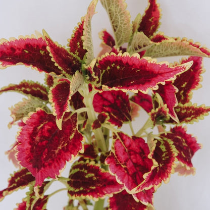 Coleus ColorBlaze El Brighto - LandscapeDirect