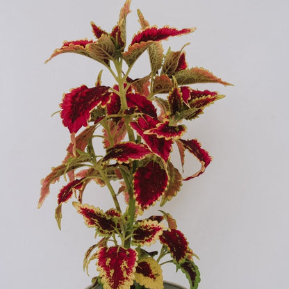 Coleus ColorBlaze El Brighto - LandscapeDirect