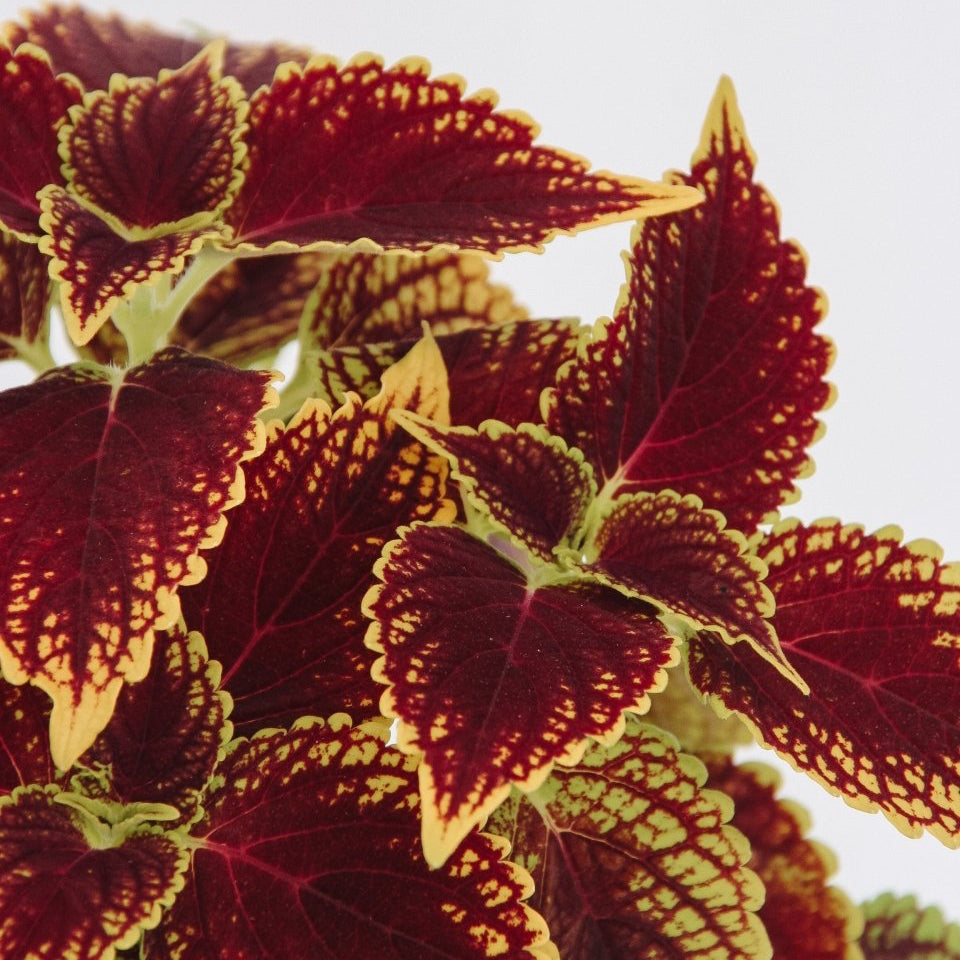 Coleus ColorBlaze Golden Dreams - LandscapeDirect