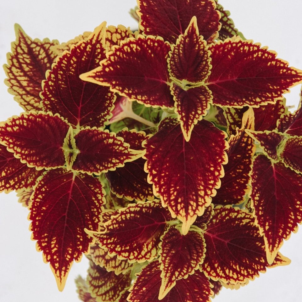 Coleus ColorBlaze Golden Dreams - LandscapeDirect