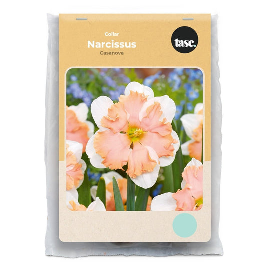 Collar Casanova Daffodil - LandscapeDirect