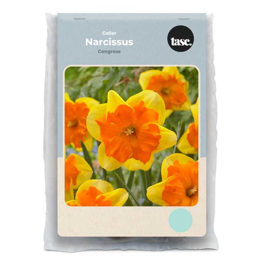 Collar Congress Daffodil - LandscapeDirect