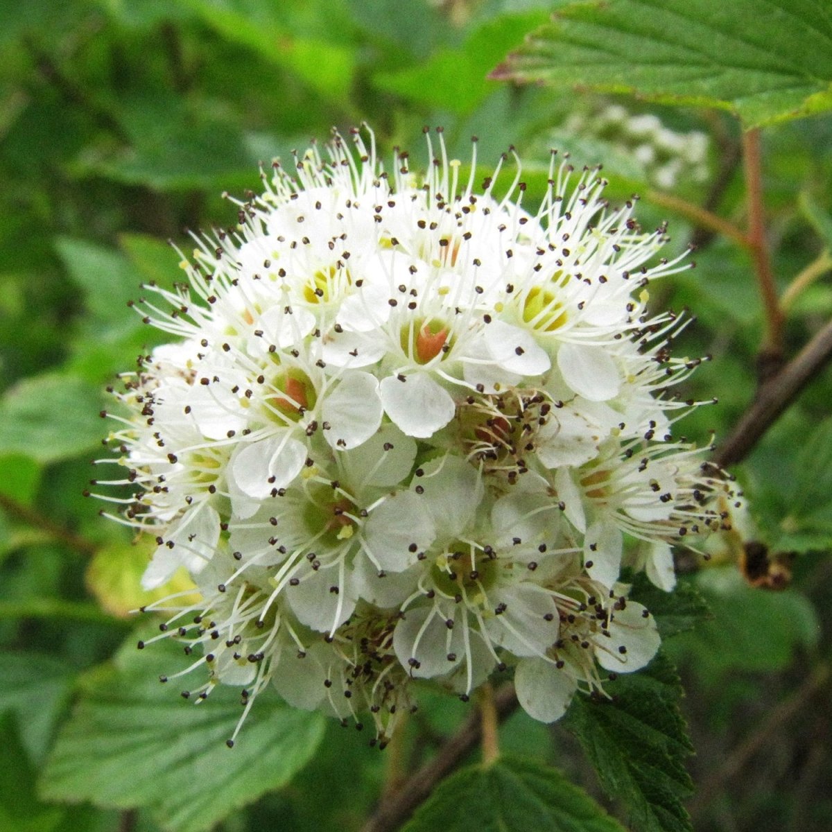Common Ninebark - LandscapeDirect