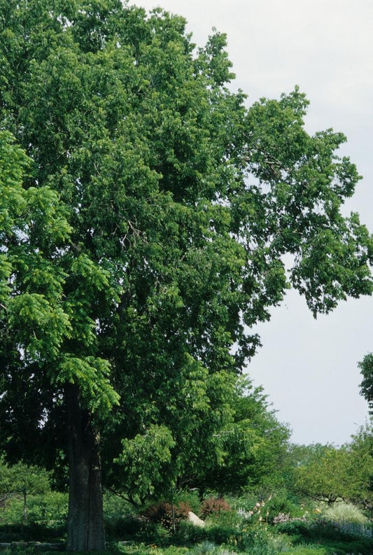 Common Hackberry