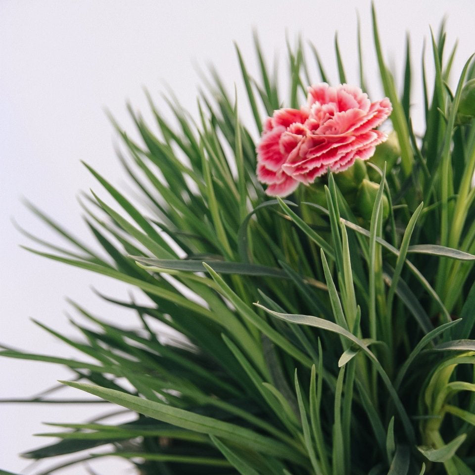 Coral Reef Pinks - LandscapeDirect