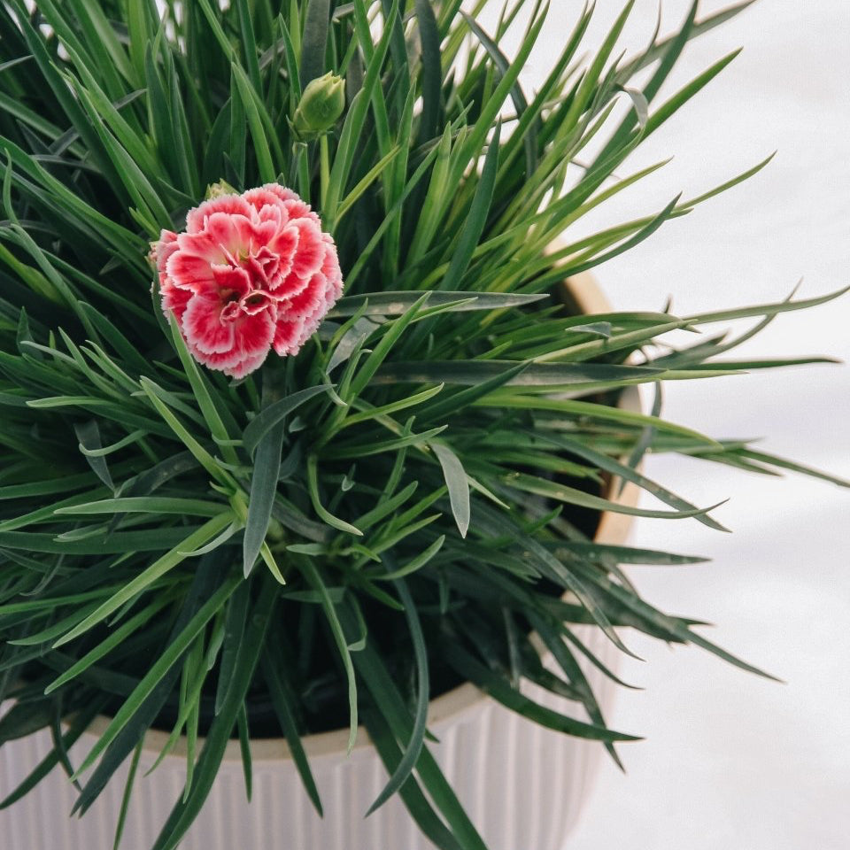 Coral Reef Pinks - LandscapeDirect