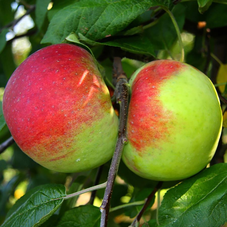 Cortland Apple