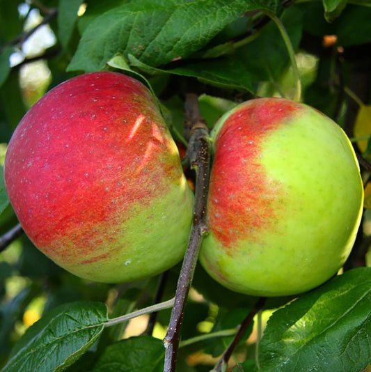 Cortland Apple