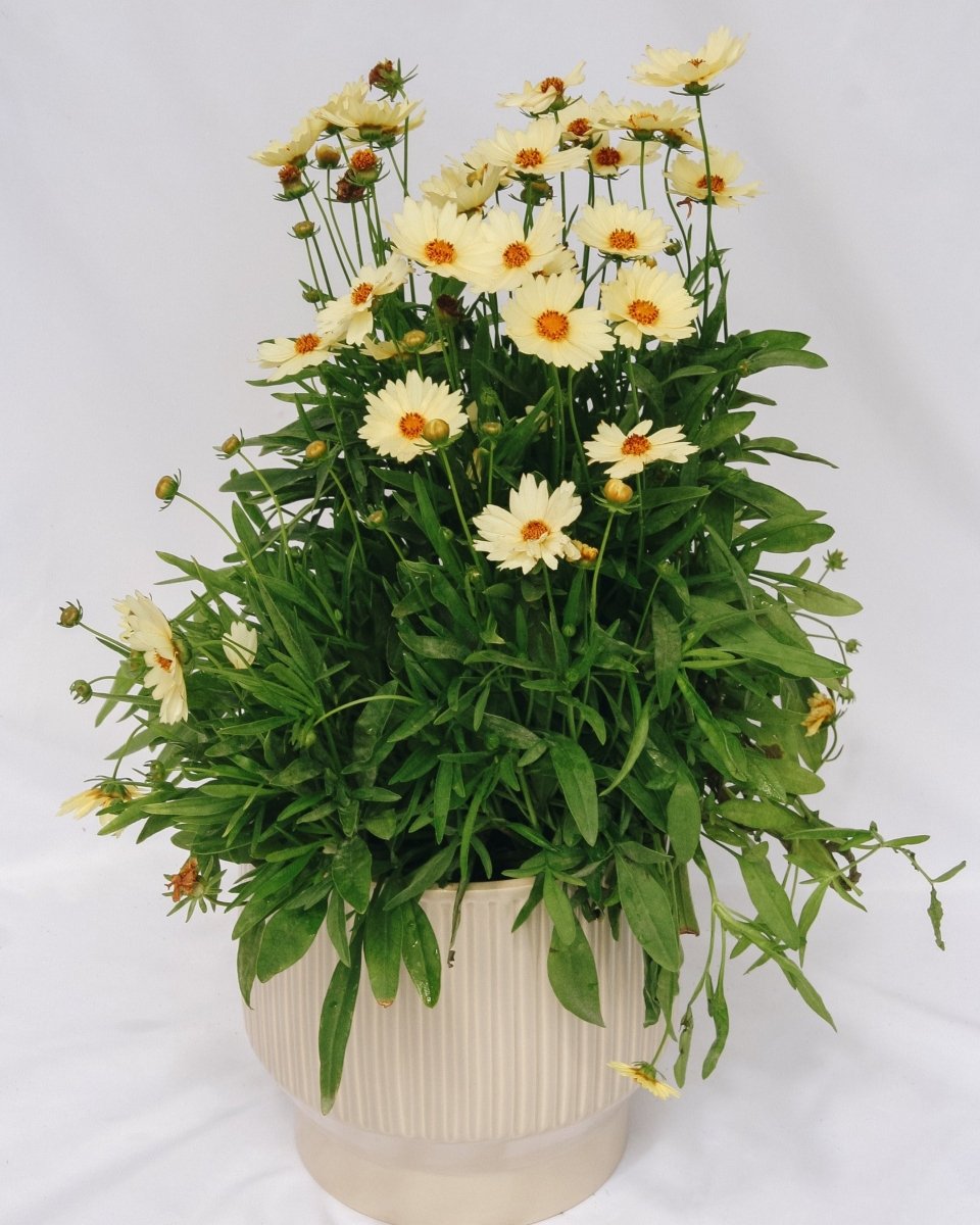 Cream Tickseed - LandscapeDirect