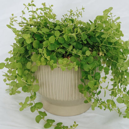 Creeping Jenny 'Goldilocks' - LandscapeDirect