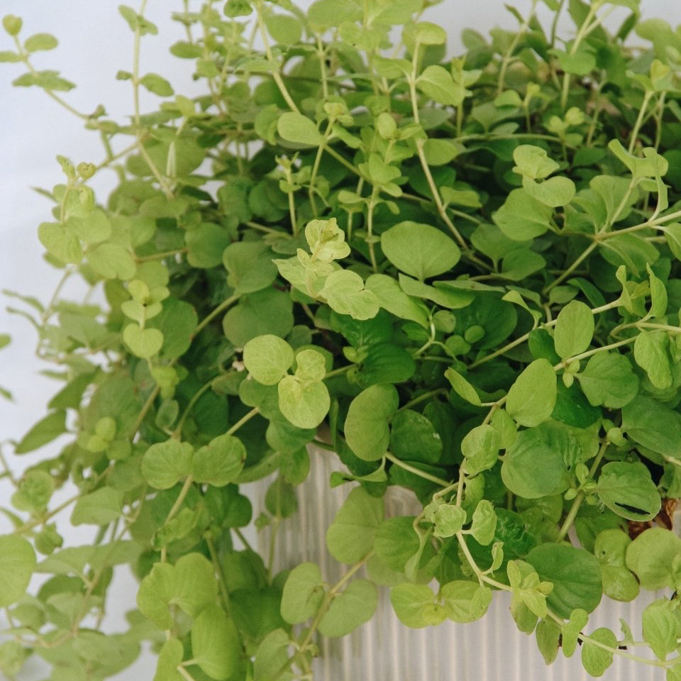 Creeping Jenny 'Goldilocks' - LandscapeDirect
