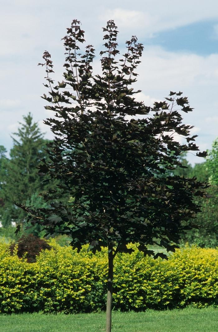 Crimson King Norway Maple