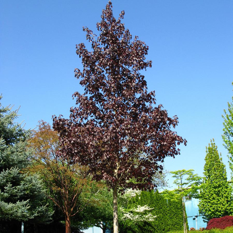 Crimson Sunset Maple