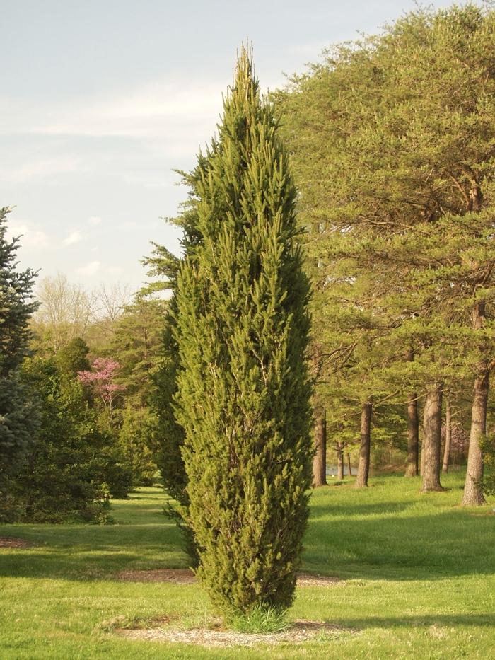 Cupressina Norway Spruce
