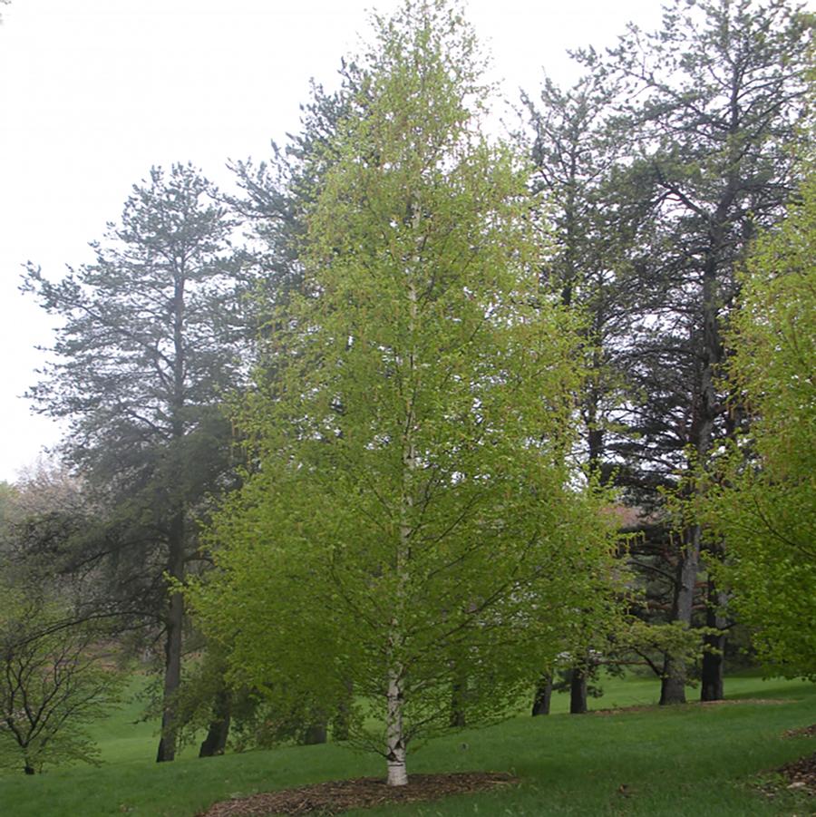 Dakota Pinnacle Birch - LandscapeDirect