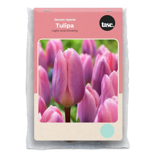 Darwin Hybrid Light and Dreamy Tulip - LandscapeDirect