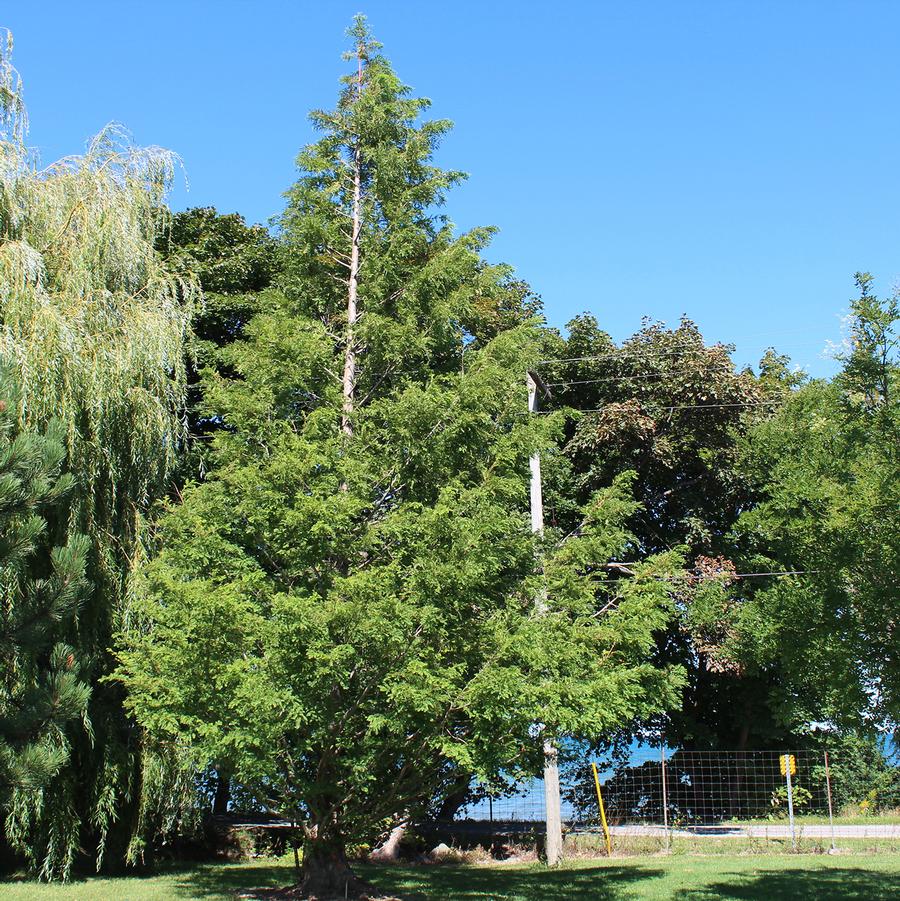 Dawn Redwood - LandscapeDirect