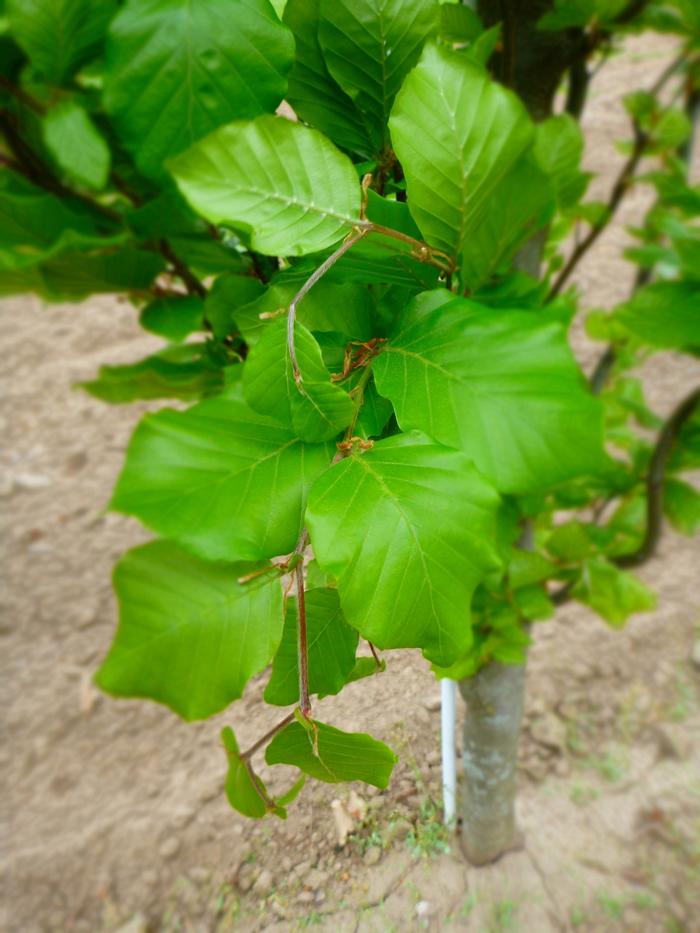 Dawyck Green Beech - LandscapeDirect