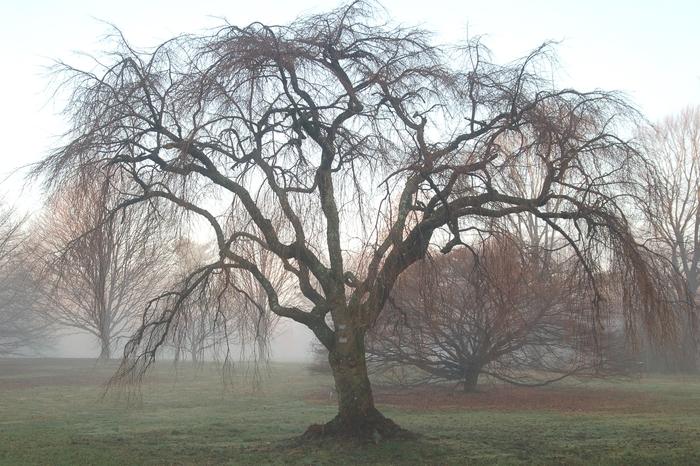 Weeping Double Cherry