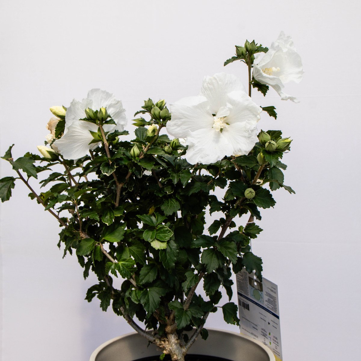 Diana Rose of Sharon/Althea - LandscapeDirect