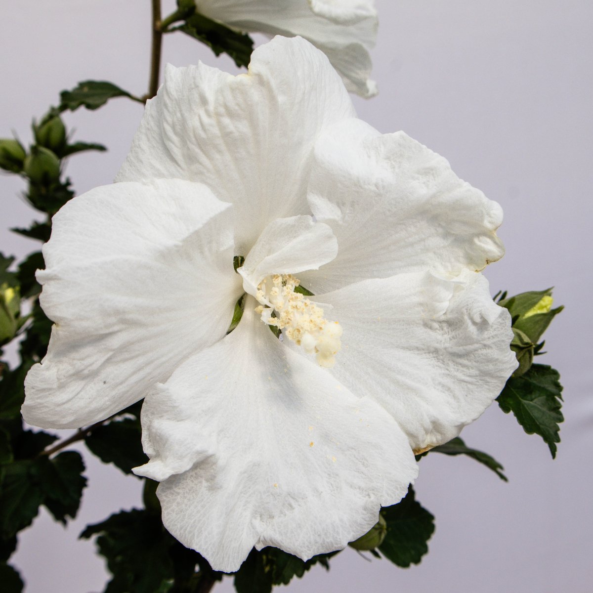 Diana Rose of Sharon/Althea - LandscapeDirect