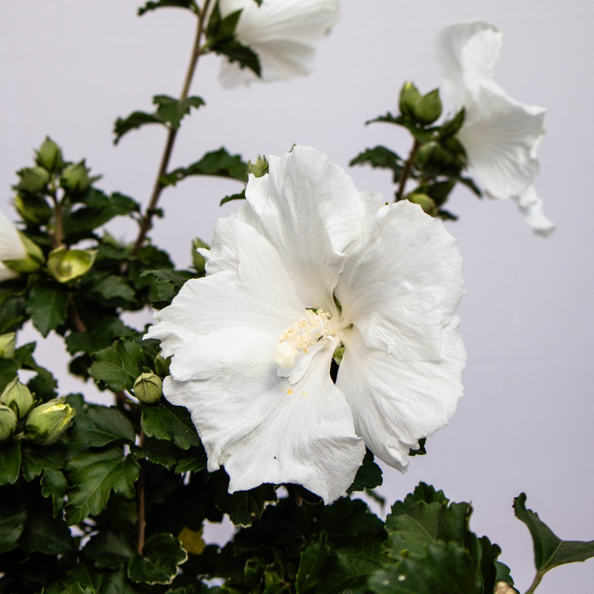 Diana Rose of Sharon/Althea - LandscapeDirect