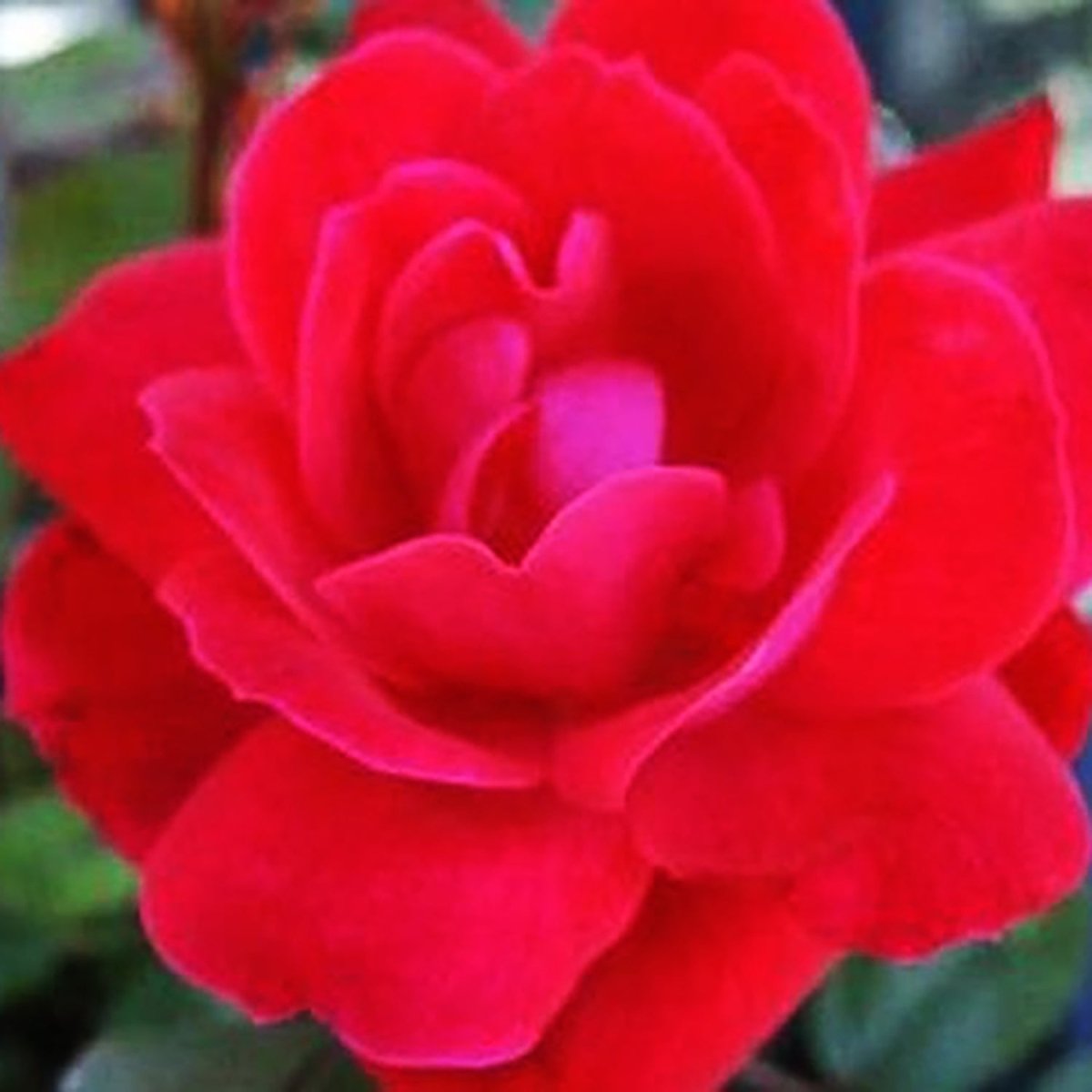 Double Knock Out Shrub Rose - LandscapeDirect